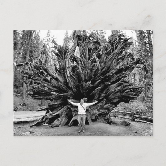 Giant Redwoods - Postkarte (Vorderseite)