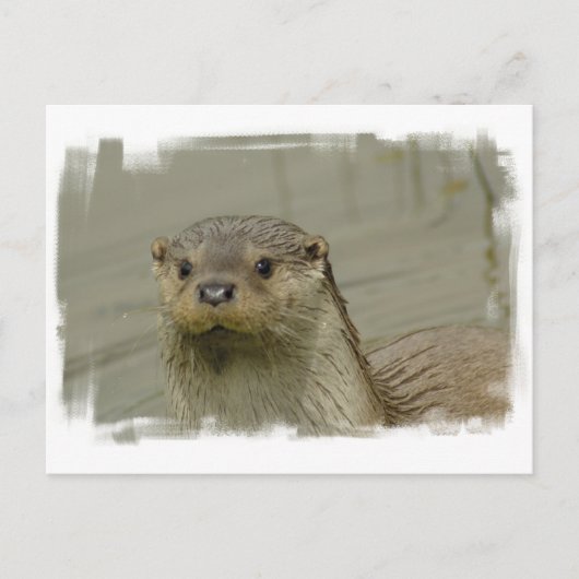 Giant River Otter Postcard Postkarte (Vorderseite)