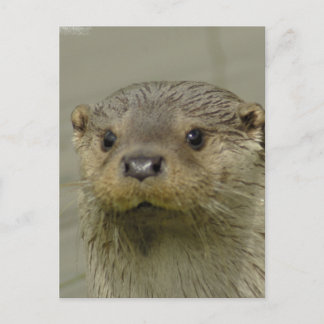 Giant River Otter Postcard Postkarte