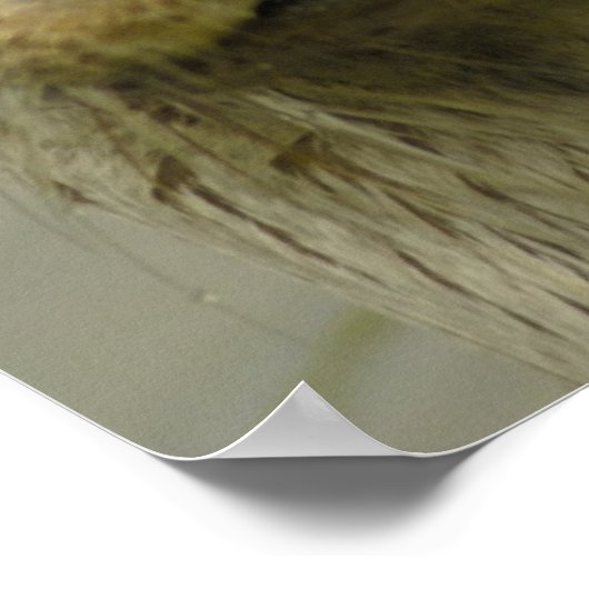 Giant River Otter Poster (Ecke)