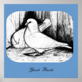 Giant Runt Pigeons Poster (Vorne)