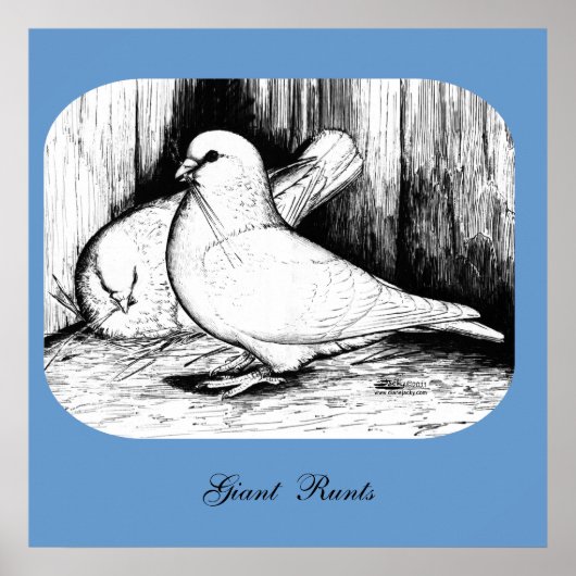 Giant Runt Pigeons Poster (Vorne)