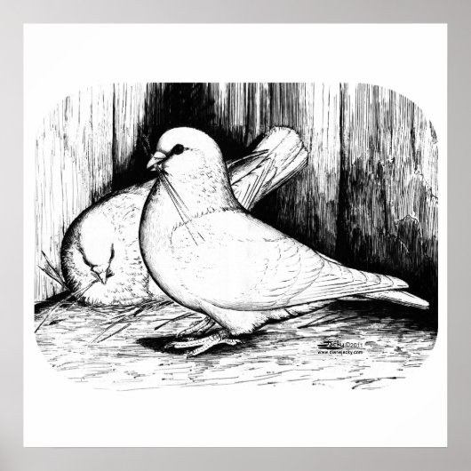 Giant Runt Pigeons Poster (Vorne)