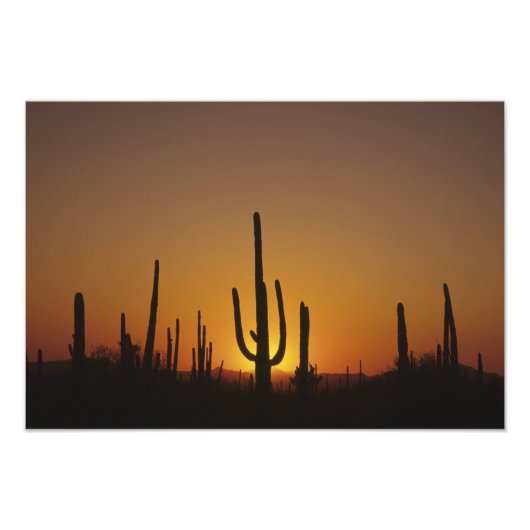 Giant saguaro cactus Cereus giganteus), Fotodruck (Vorne)