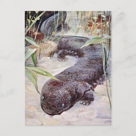 Giant Salamander Art Postkarte (Vorderseite)