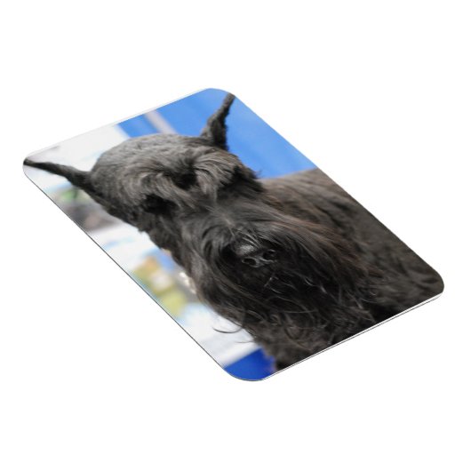 Giant Schnauzer Magnet (Rechte Seite)