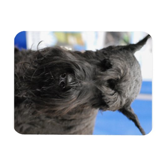 Giant Schnauzer Magnet (Horizontal)