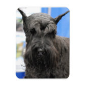 Giant Schnauzer Magnet (Vertikal)