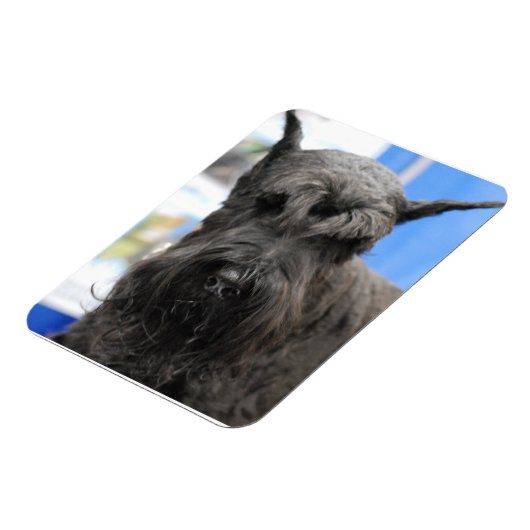 Giant Schnauzer Magnet (Linke Seite)