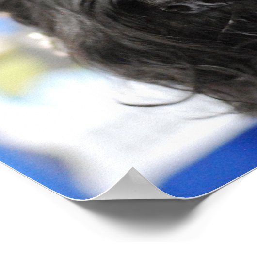 Giant Schnauzer Poster (Ecke)