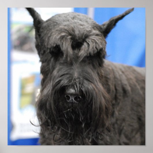 Giant Schnauzer Poster (Vorne)