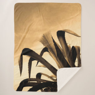 Giant Sepia Aloe Plant Sherpadecke