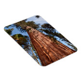 Giant Sequoia Ascends Magnet (Rechte Seite)