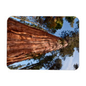 Giant Sequoia Ascends Magnet (Horizontal)