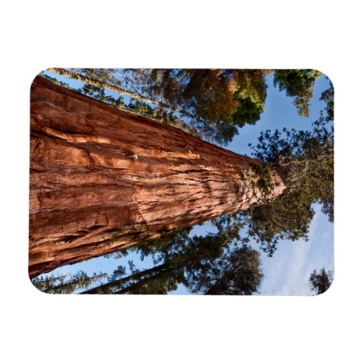Giant Sequoia Ascends Magnet (Horizontal)