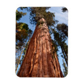Giant Sequoia Ascends Magnet (Vertikal)