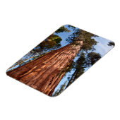 Giant Sequoia Ascends Magnet (Linke Seite)