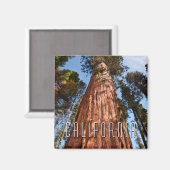 Giant Sequoia Ascends Magnet (Vorderseite/Rückseite)