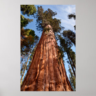 Giant Sequoia Ascends Poster
