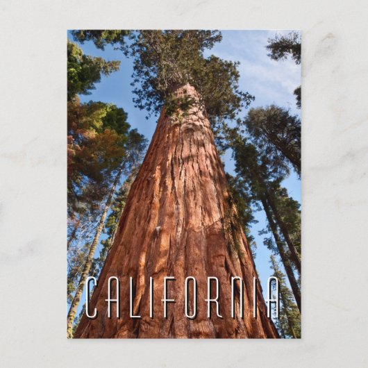 Giant Sequoia Ascends Postkarte (Vorderseite)