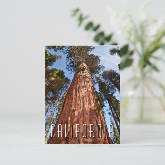 Giant Sequoia Ascends Postkarte (Stehend Vorderseite)