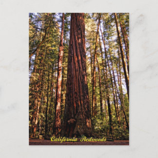 Giant Sequoia-California Redwoods Postcard Postkarte
