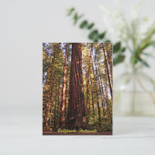 Giant Sequoia-California Redwoods Postcard Postkarte (Stehend Vorderseite)