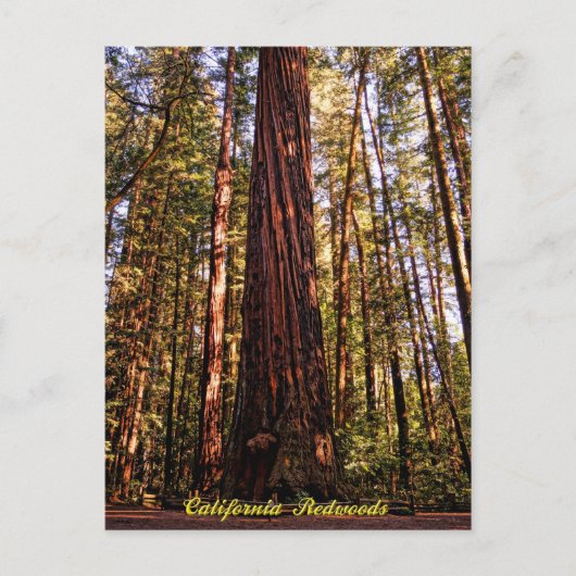 Giant Sequoia-California Redwoods Postcard Postkarte (Vorderseite)