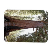Giant Sequoia in Mariposa Grove in Yosemite Magnet (Horizontal)