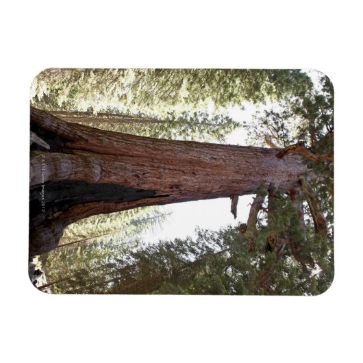 Giant Sequoia in Mariposa Grove in Yosemite Magnet (Horizontal)