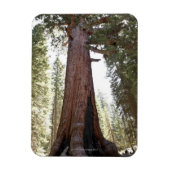 Giant Sequoia in Mariposa Grove in Yosemite Magnet (Vertikal)