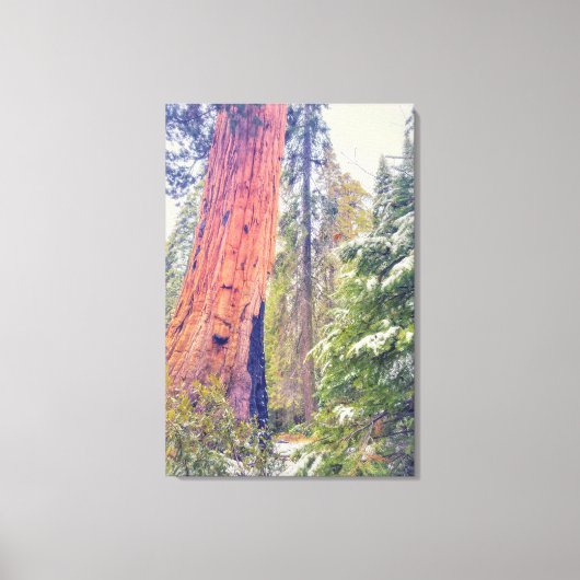 Giant Sequoia Leinwanddruck (Vorderseite)