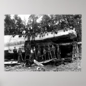 GIANT SEQUOIA LOG PORTRAIT c. 1890 Poster (Vorne)