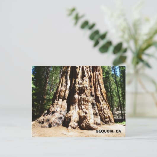 Giant Sequoia Postcard! Postkarte (Stehend Vorderseite)