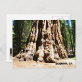 Giant Sequoia Postcard! Postkarte (Vorne/Hinten)