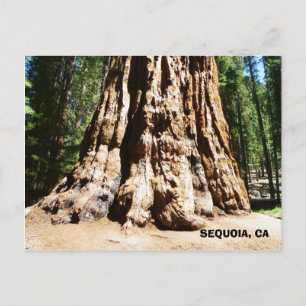 Giant Sequoia Postcard! Postkarte