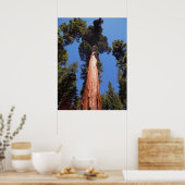 Giant Sequoia Poster (Küche)