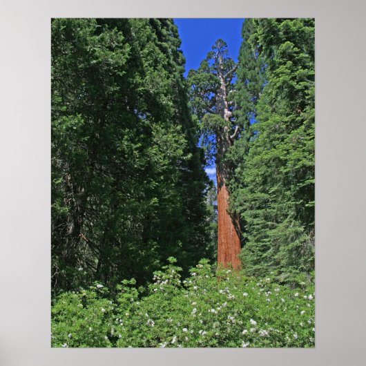 Giant Sequoia Poster (Vorne)