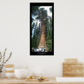 Giant Sequoia Poster (Küche)