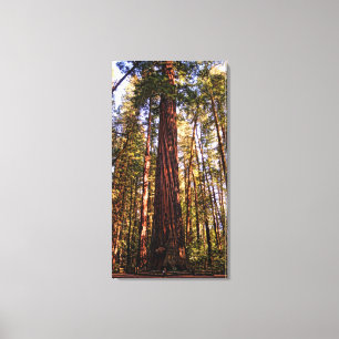 Giant Sequoia Redwood Wrapped Canvas Print Leinwanddruck