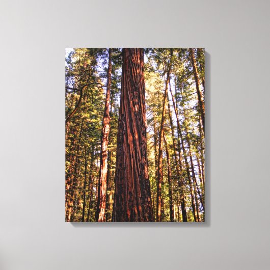 Giant Sequoia Redwood Wrapped Canvas Print Leinwanddruck (Vorderseite)