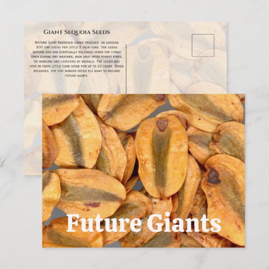 Giant Sequoia Seeds Postkarte (Vorne/Hinten)