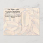 Giant Sequoia Seeds Postkarte (Rückseite)