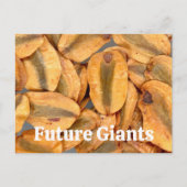 Giant Sequoia Seeds Postkarte (Vorderseite)