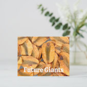 Giant Sequoia Seeds Postkarte (Stehend Vorderseite)