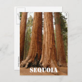 Giant Sequoia, Sequoia Nationalpark, ältere Versio Postkarte (Vorne/Hinten)