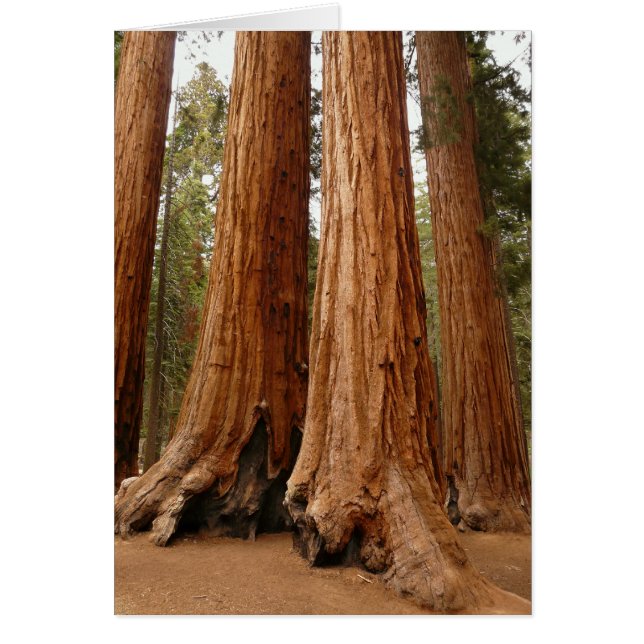 Giant Sequoia, Sequoia Nationalpark, Kalifornien (Vorne)