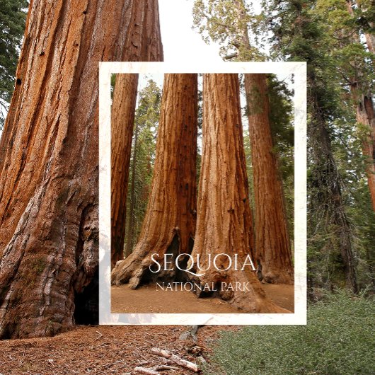 Giant Sequoia, Sequoia Nationalpark, Kalifornien Postkarte