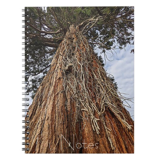 Giant Sequoia Tree Foto Notizblock (Vorderseite)