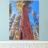 Giant Sequoia Tree im Wald Leinwanddruck (Insitu (Holzboden))